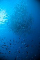 Fototapeta na wymiar diver take a photo video upon coral bali indonesia scuba diving
