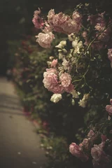 Fotobehang Rozen gentle roses