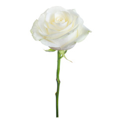 Naklejka premium pojedyncza biała róża
