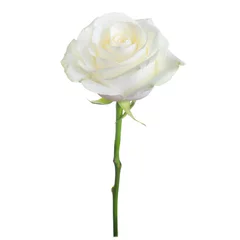 Photo sur Plexiglas Roses rose blanche simple