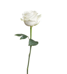 Fototapeta premium pojedyncza biała róża na białym tle
