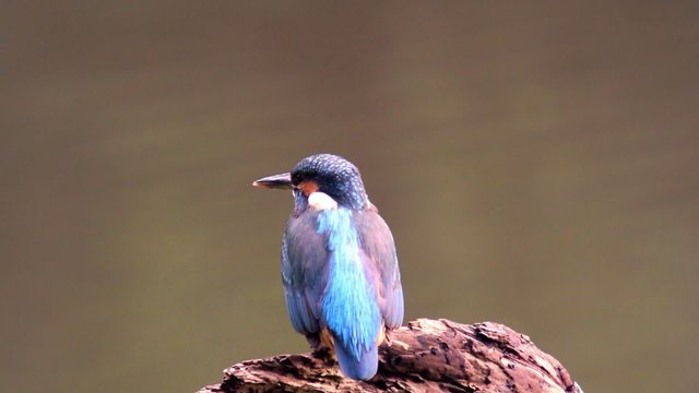 Common Kingfisher sitting on a branch overlooking a small pond.