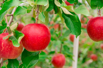 真っ赤なりんご