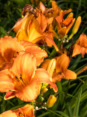 Detail of colerful lily flower