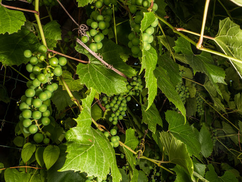 green greaps with leafs