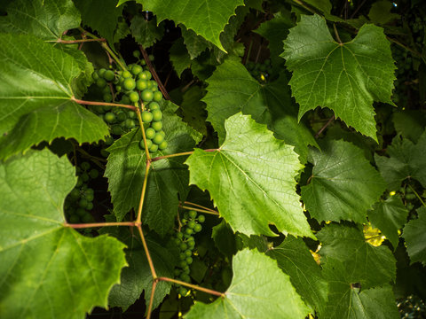 green greaps with leafs