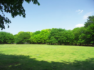 Fototapeta premium 初夏の公園風景