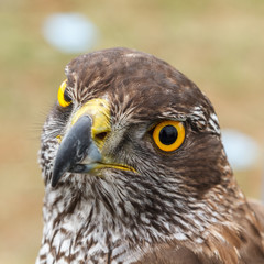 Cabeza de Azor. Accipiter gentilis.
