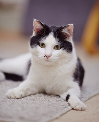 Portrait of a black-and-white domestic cat