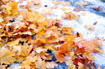 Fallen maple leaves laying in the first snow