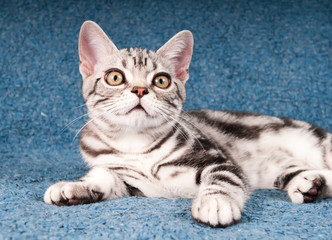 Fototapeta na wymiar American shorthared kitten