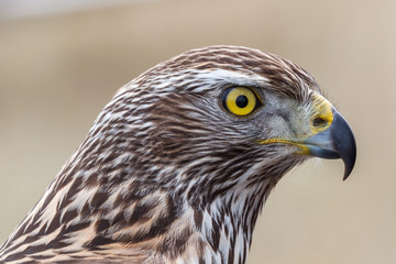 Cabeza de Azor joven. Accipiter gentilis. Cetrería.
