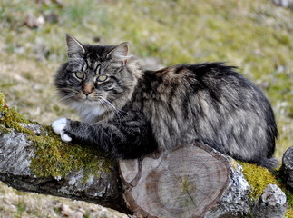 Norwegian forest cat outdoor