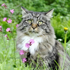 Naklejka na ściany i meble Norwegian forest cat outdoor