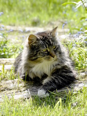 Naklejka na ściany i meble Norwegian forest cat outdoor