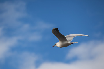 Lachmöwe