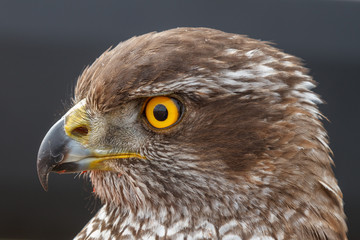 Cabeza de Azor. Accipiter gentilis. Cetrería.
