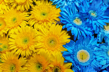 Blue and yellow gerbera flowers decoration, Madeira Flower Festival, Portugal