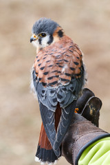 Cernícalo Americano. Falco sparverius.
