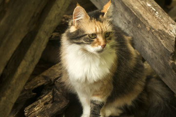 Colorful cat sitting among old wooden boards