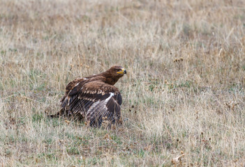 Fototapeta premium Águila Pomerana en el suelo. Clanga pomarina.