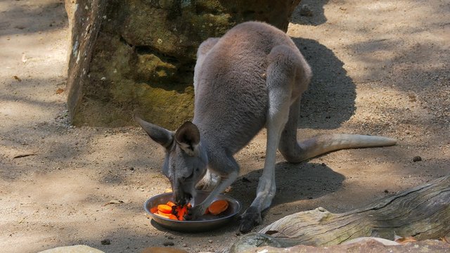 Kangaroo eating