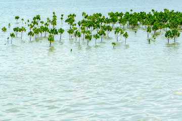 Mangrove Forest Planting to prevent Coastline Corrosion, Thailand