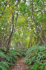京都一周トレイル　西山コース　松尾山