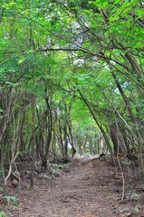 京都一周トレイル　西山コース　松尾山