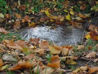 Herbstlaub am Bachrand