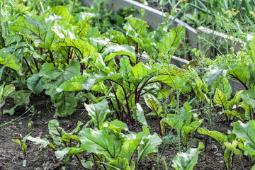 Beetroot in garden