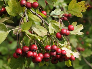 red,ripe fruits of thicket hawthorn tree