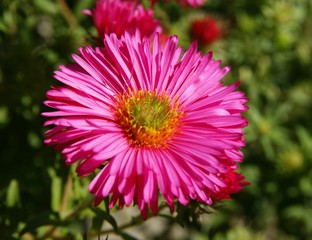 pink asters in a garden close up