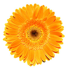 Macrophotographie de fleur de gerbera orange isolé sur blanc