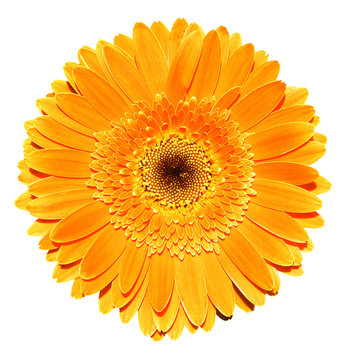 Orange gerbera flower macro photography isolated on white