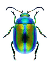 Beetle Chrysolina fastuosa