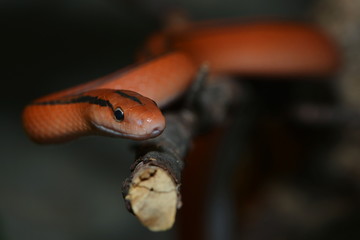 Rote Bambusnatter