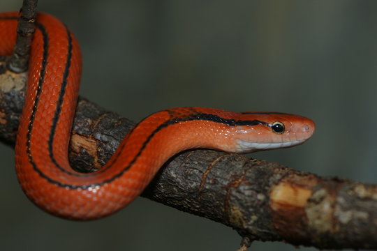 Rote Bambusnatter