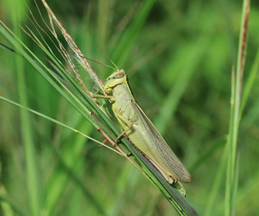 Grasshopper perching on green grass