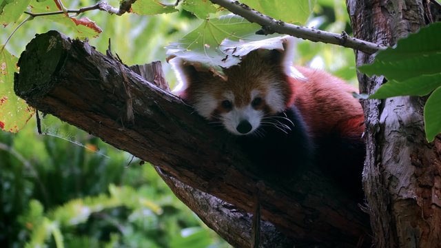 Red panda (Ailurus fulgens)