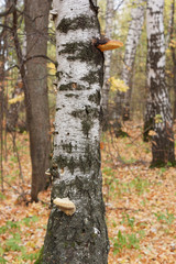 The trunk of a birch tree with growths