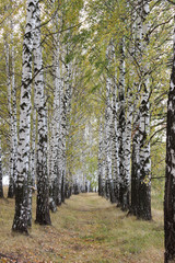 Fototapeta premium Birch grove in the woods.