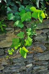Ivy on brick stone wall 