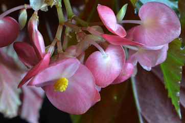 delicate pink flowers of the royal begonia
