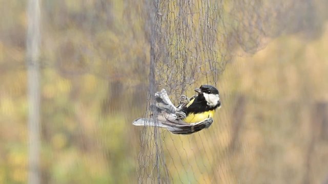 Great Tit trapped in a mist net