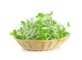 Naklejka premium green young sunflower sprouts in the basket isolated on white ba