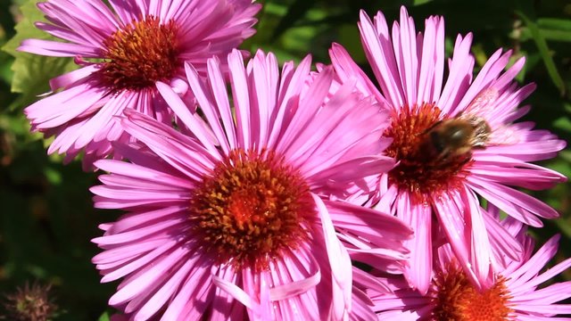 bee sitting on the asters 
