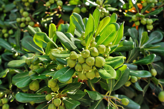 Pitosforo decorative plant with fruit and green leaves