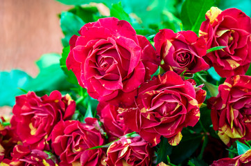 red roses