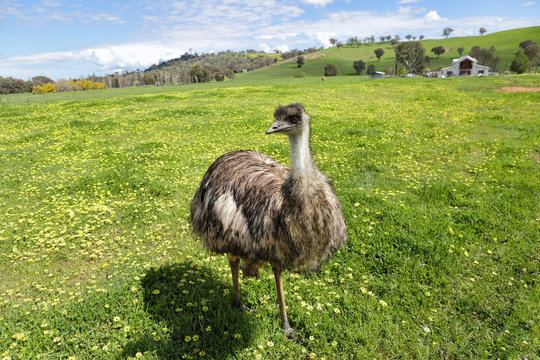 Australian emu basking in the beautiful Australian sunshine